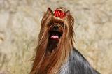 YORKSHIRE TERRIER 499